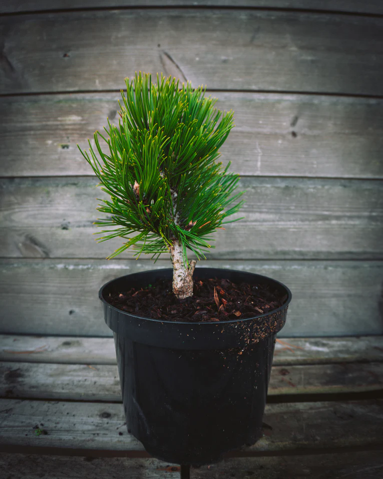 Сосна гельдрейха Шмидти